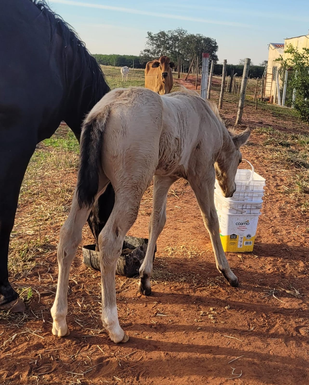 A ESCOLHER - Imagem 2